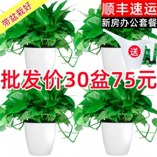 绿萝盆栽室内新房办公室净化空气植物水培绿植花卉长藤垂吊大绿萝