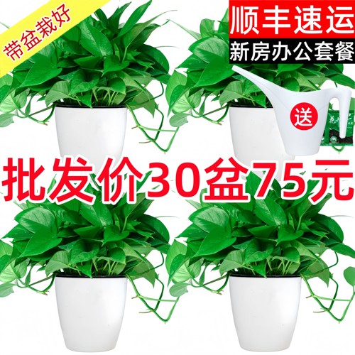 绿萝盆栽室内新房办公室净化空气植物水培绿植花卉长藤垂吊大绿萝