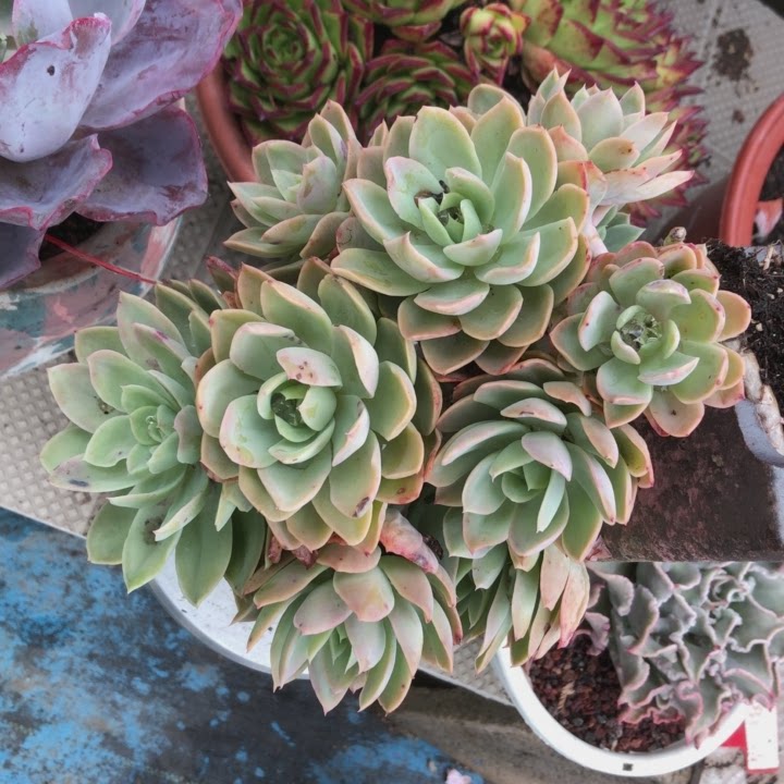 整桩无砍超大超美悬崖老桩丝绸面纱8123