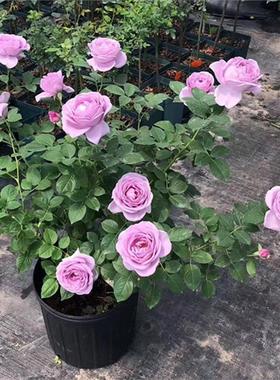 蓝色风暴花苗带花苞四季浓香玫瑰蔷薇大花易栽种好活欧月阳台庭院