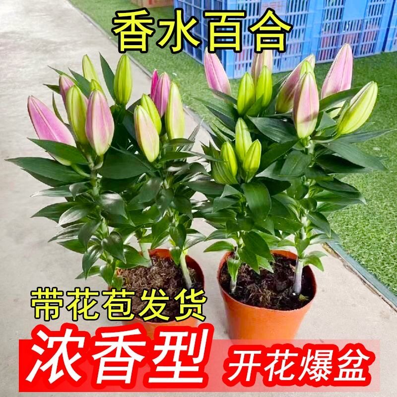 香水百合花 盆栽苗带花苞亚洲百合 室内客厅阳台四季好养植物花卉图片