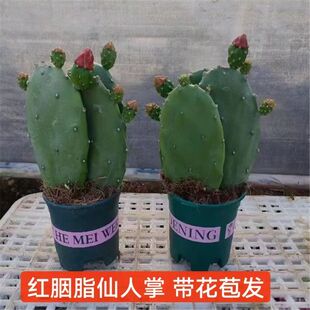 【带花苞】新品无刺仙人掌红花胭脂阳台盆栽可食用仙人掌冬季开花