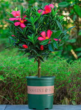 四季茶花盆栽庭院阳台开花非常好养植物杜鹃红山茶带花苞木本花卉
