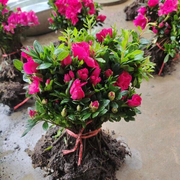 四季杜鹃花苗西洋杜鹃花盆栽常年杜鹃