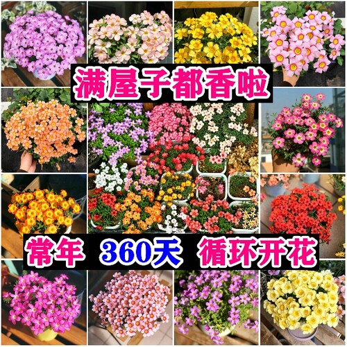 新品种多色酢浆草种球常年开花阳台客厅庭院地栽花卉耐寒耐热盆栽