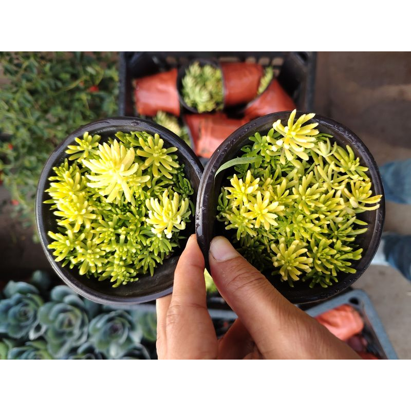 黄金草金叶佛甲草花园屋顶绿化隔热耐寒旱防辐射地被庭院地皮绿植