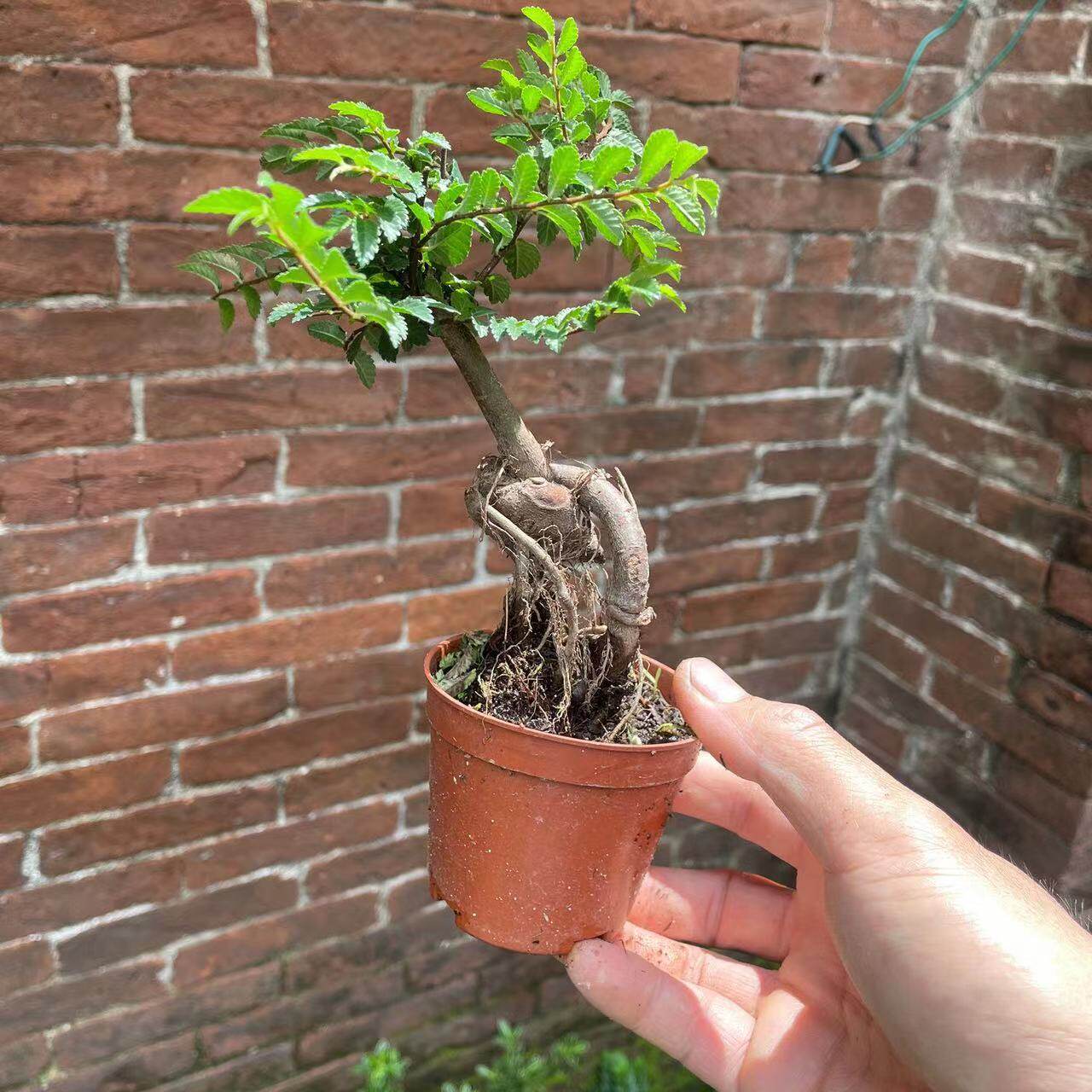 小叶榆树盆景提根微盆栽植物办公室掌上盆景