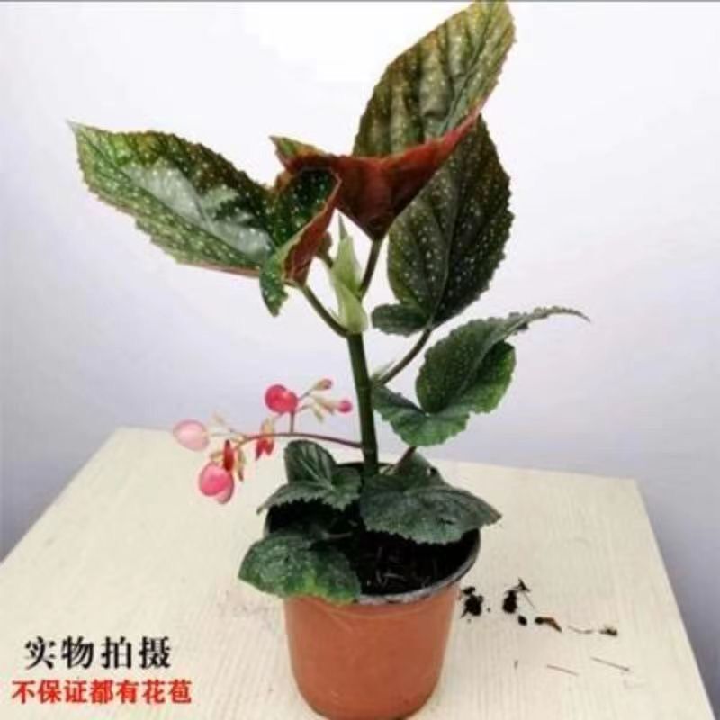 竹节海棠花盆栽大叶斑点四季斑叶竹节秋海棠花卉绿植室内花苗图片