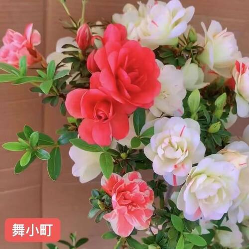 皋月杜鹃花四季多色开花盆栽花卉庭院植物耐寒绿植耐热阳台好养活