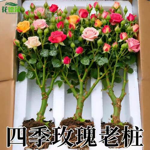 耐寒香水玫瑰花苗老桩盆栽玫瑰常年开花室内外阳台盆栽花卉玫瑰