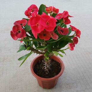 大花大叶虎刺梅盆栽老桩花苗阳台庭院绿植花卉四季铁海棠好养易活