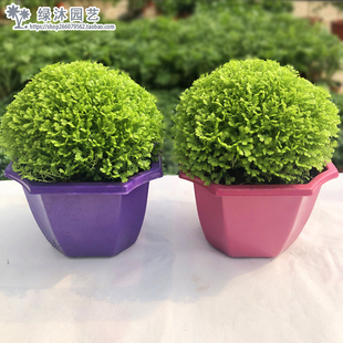 绿地球桌面盆栽绿地珊瑚厥常绿蕨类植物翠云草绿地球水培盆栽植物