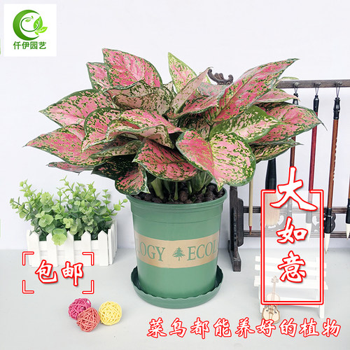 大如意皇后盆栽吉利红水培观叶