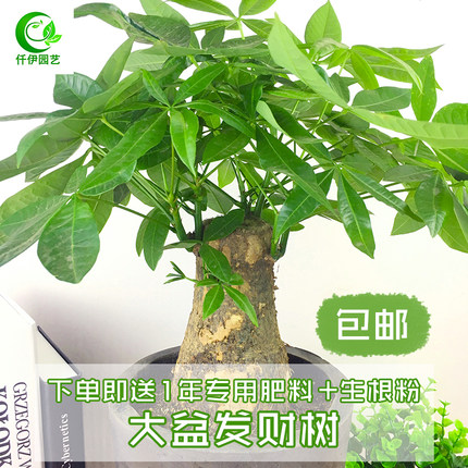 大发财树盆栽招财树老树桩树头室内客厅大型绿植花卉阳台四季常青