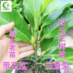 白玉兰盆栽带花苞清香花苗四季 开花阳台窗台浓香花卉庭院子绿植物