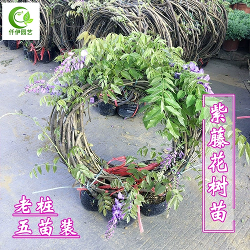 Саженцы глицинии с цветочными бутонами, старая куча, вьющаяся лоза, зонтик, саженцы цветов, цветущие четыре сезона, стена для скалолазания, сад, двор, длинные цветы-колоски