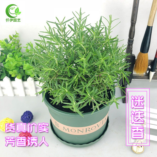 可食用新鲜调料阳台清香香草植物