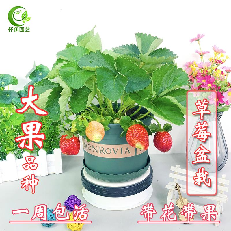 草莓苗盆栽四季开花绿植阳台带果