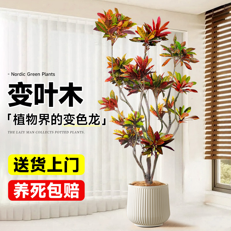变色木盆栽旺宅大型绿植四季好养