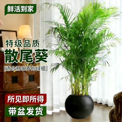 散尾葵盆栽室内高级感落地绿植