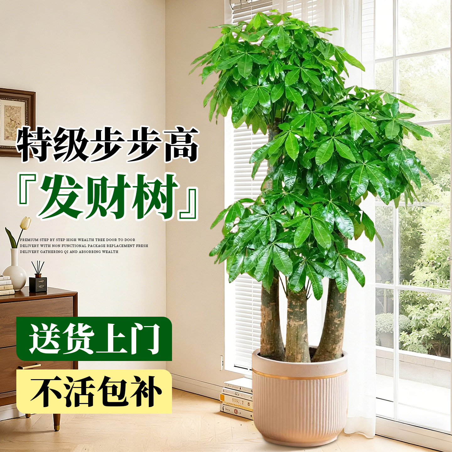 步步高发财树三杆原生客厅盆栽大型绿植乔迁办公室开业送礼好养活