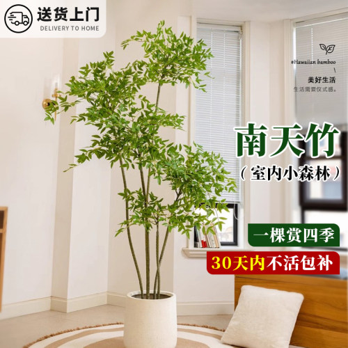 南天竹盆栽客厅大型绿植真