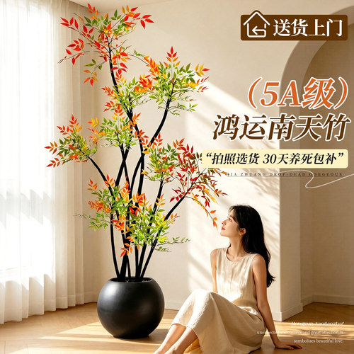 南天竹客厅绿植盆栽室内高级感
