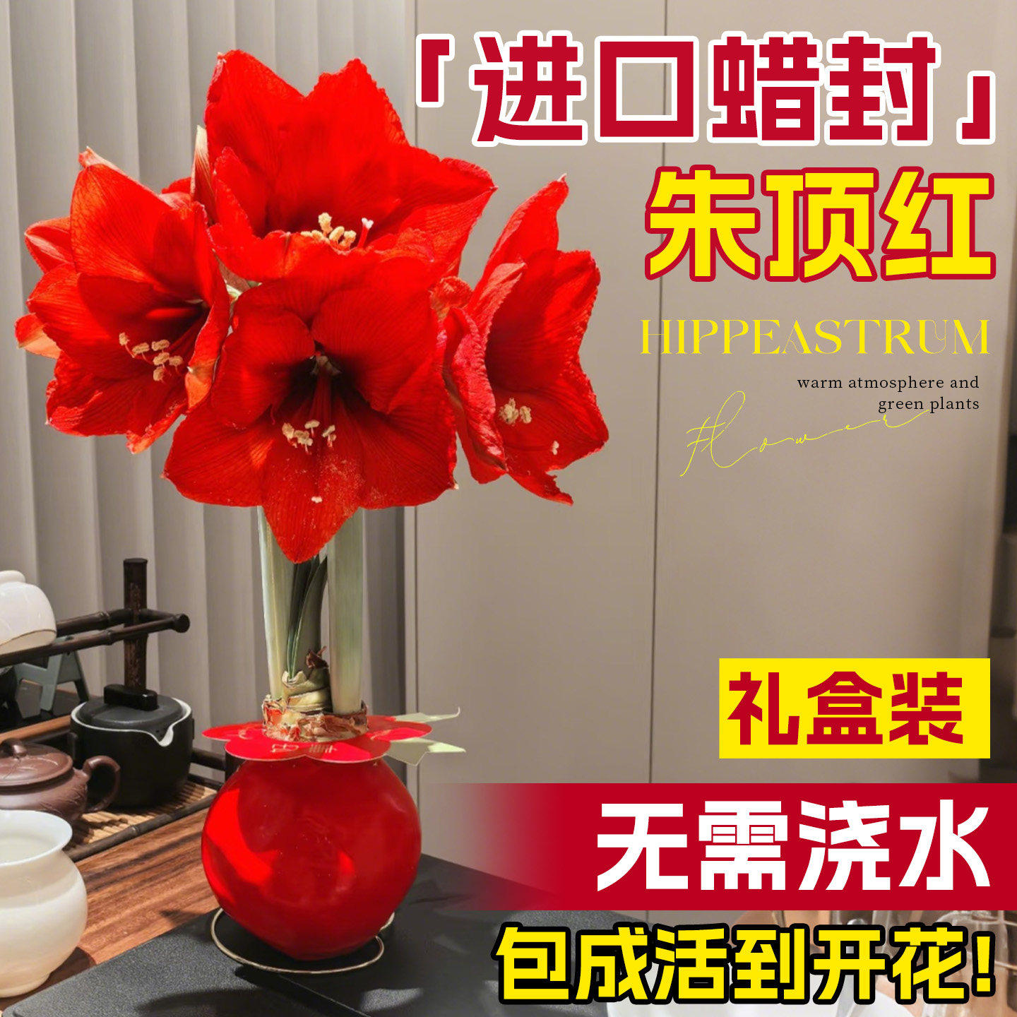 朱顶红进口重瓣种球带花苞蜡封
