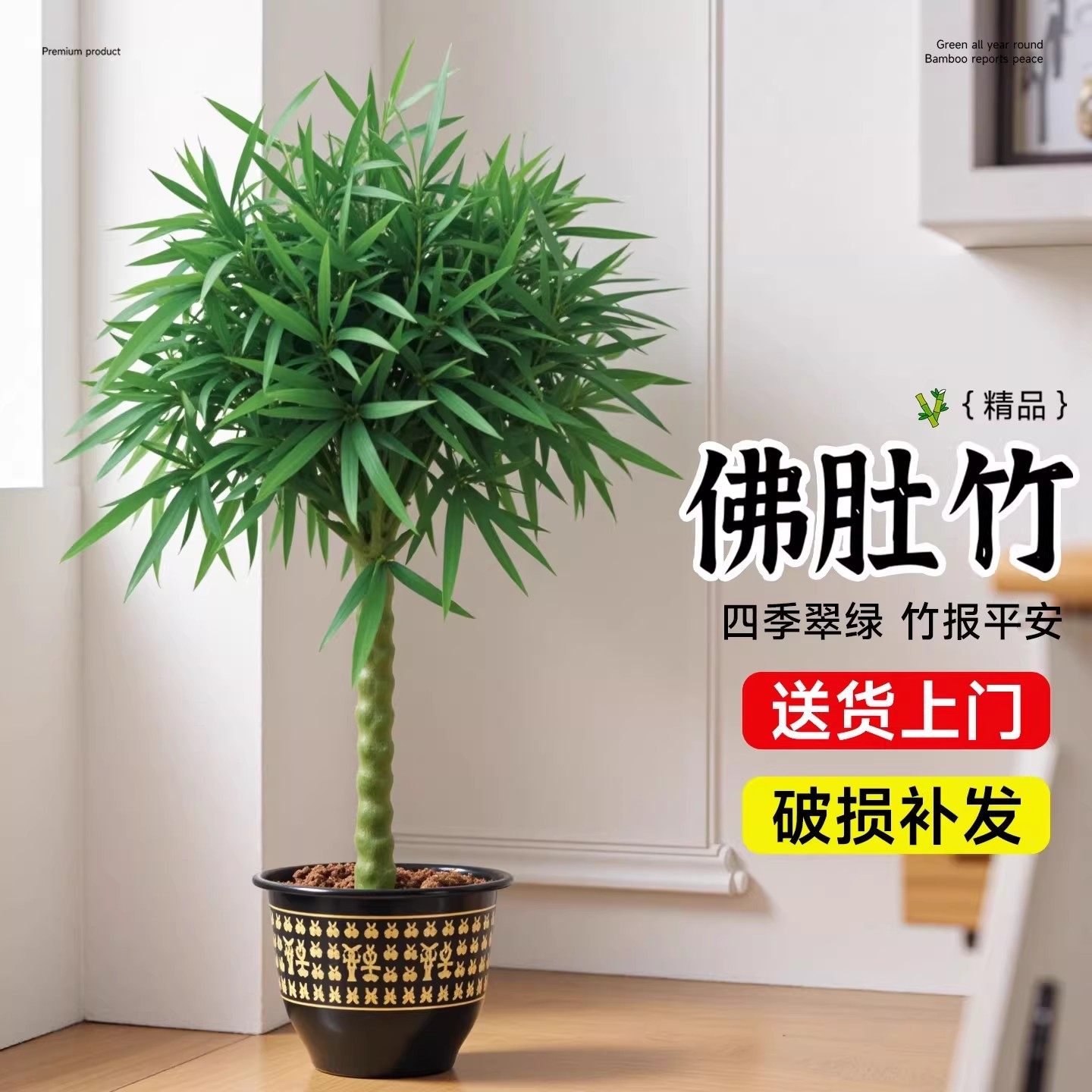 竹子盆栽佛肚竹老桩罗汉竹盆景绿植树苗室内外办公室庭院观赏植物,鲜花速递/花卉仿真/绿植园艺,造型盆景,淘宝优惠券,粉丝福利购,淘宝优惠卷