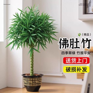 竹子盆栽佛肚竹老桩罗汉竹盆景绿植树苗室内外办公室庭院观赏植物