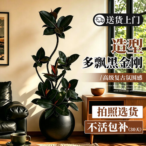 多飘黑金刚橡皮树室内绿植高级感