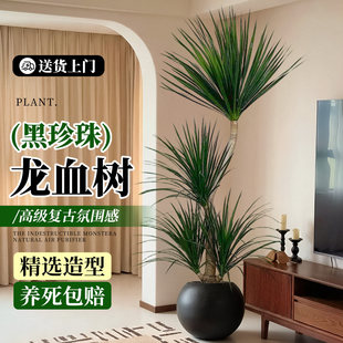 龙血树客厅绿植大型多头龙须树老桩盆栽真树大号室内盆景好养植物