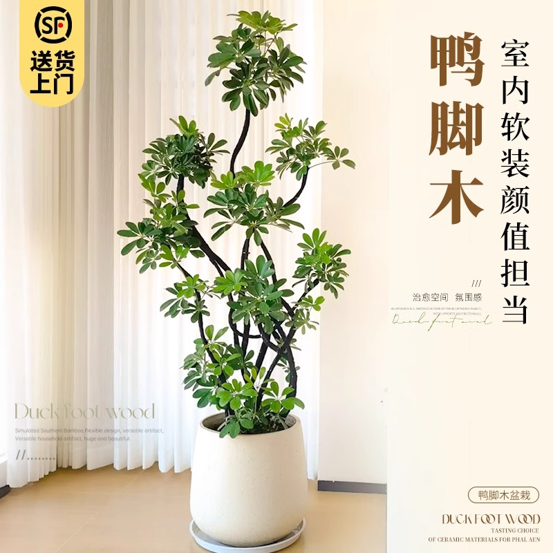 鸭脚木客厅大盆栽八方来财绿植