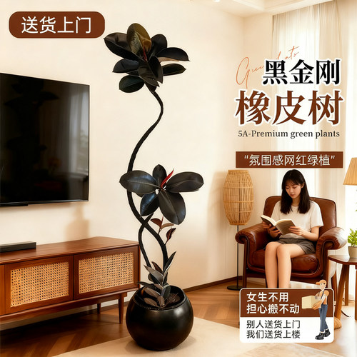 客厅好养绿植造型黑金刚橡皮树