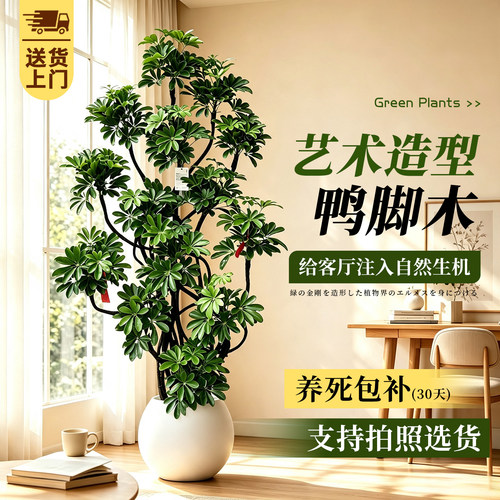 鸭脚木绿植室内大型植物客厅盆栽