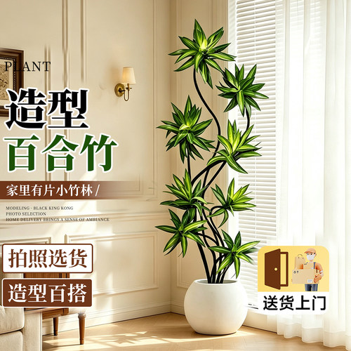 造型百合竹室内绿植好养高级感