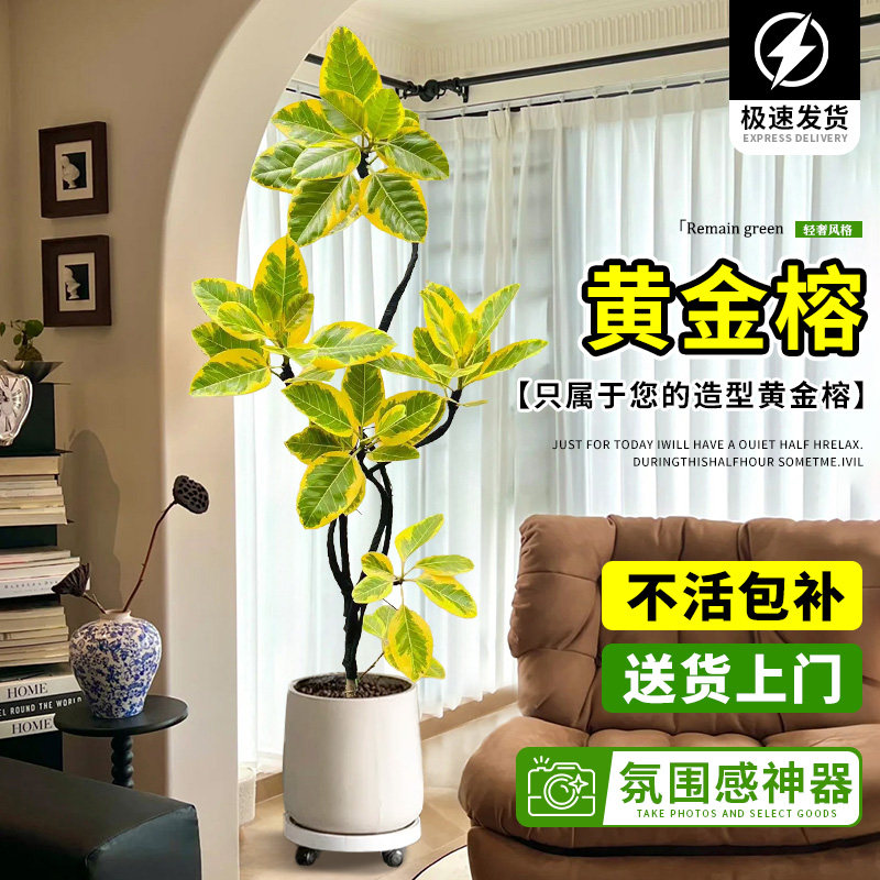 造型黄金榕客厅绿植高级感大型植物盆栽花叶橡皮树室内阳台好养活,鲜花速递/花卉仿真/绿植园艺,大型绿植/成品组合盆栽,淘宝优惠券,粉丝福利购,淘宝优惠卷