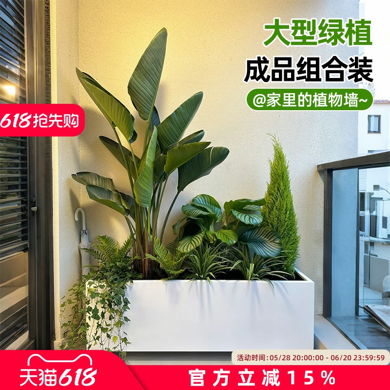 大型绿植成品组合盆栽室内