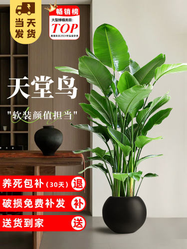 新疆包邮天堂鸟绿植室内大型盆栽落地办公室客厅大叶植物鹤望兰大