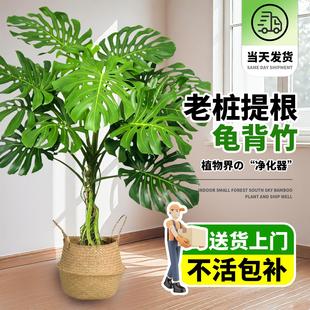 龟背竹老桩客厅大盆栽提根大叶客厅室内好养大型植物开背巨型绿植
