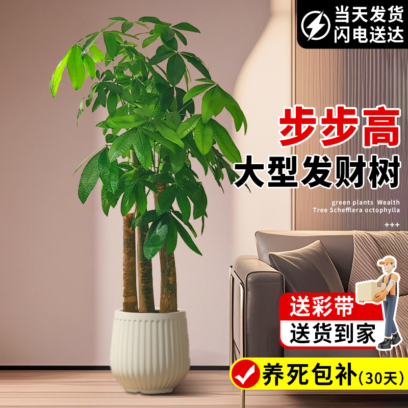 步步高发财树客厅盆栽大型绿植