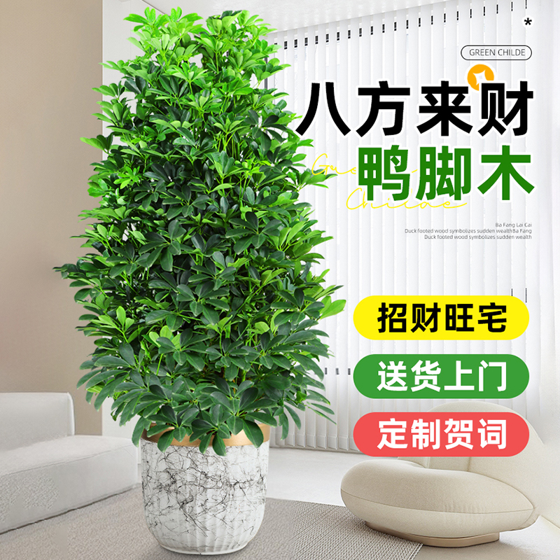 室内高级感绿植八方来财鸭脚木