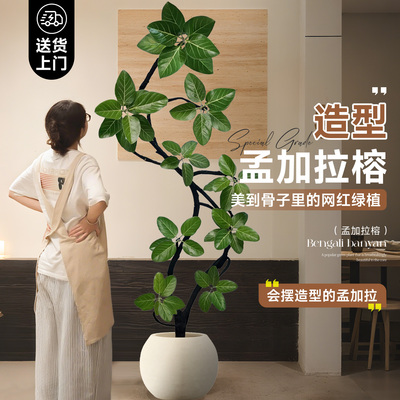 孟加拉榕客厅绿植高级感室内