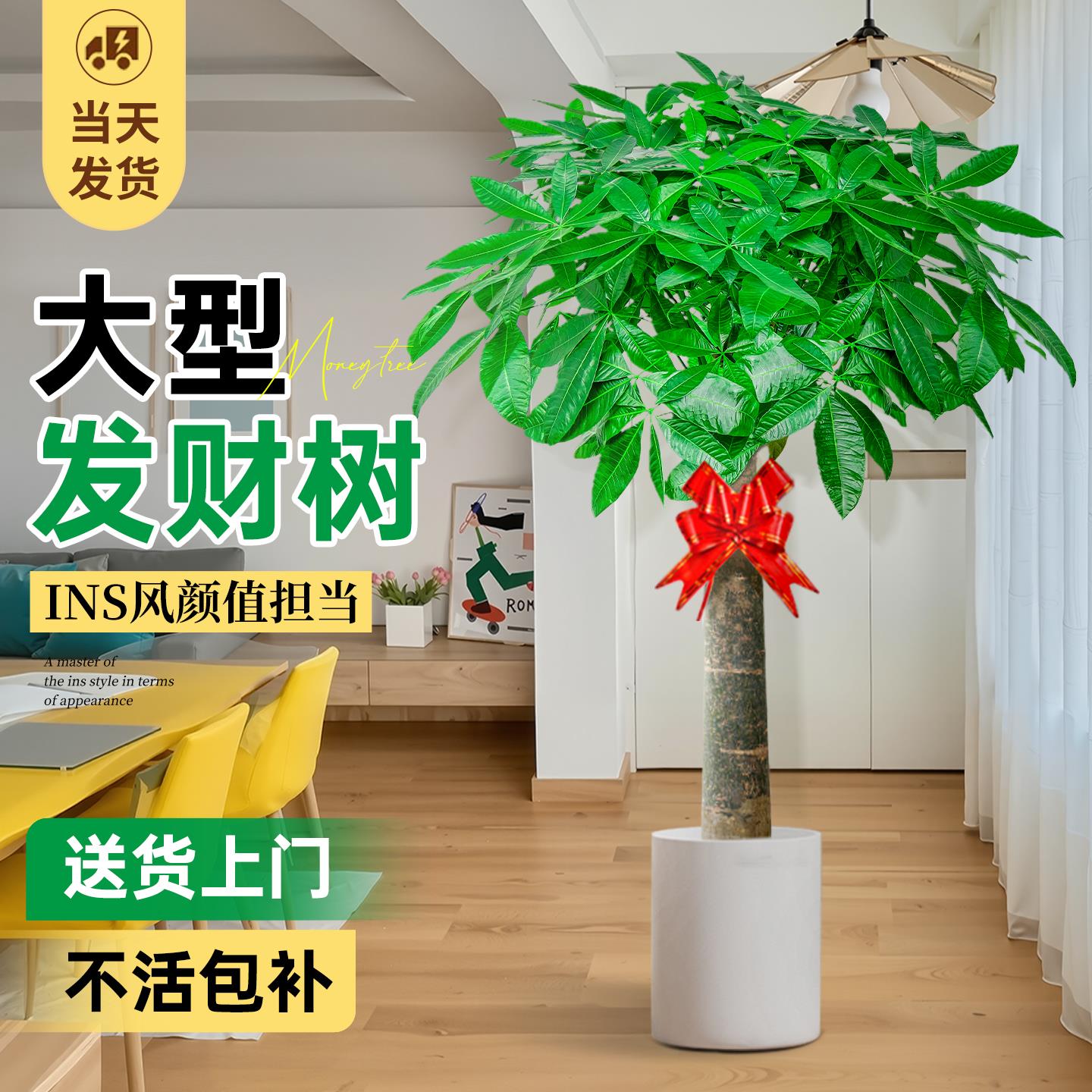 发财树客厅盆栽大型绿植物