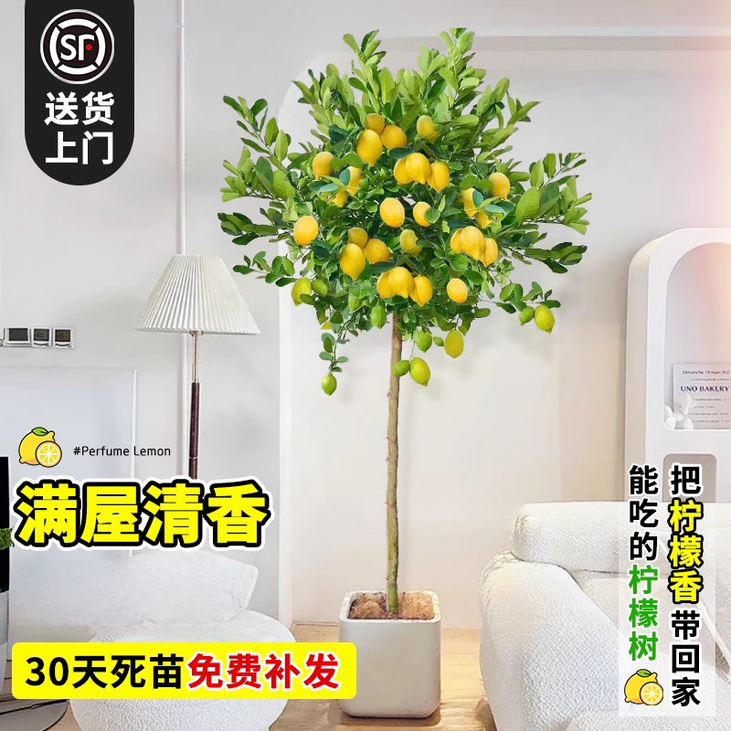 香水柠檬树盆带果大型植物