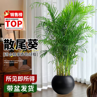 散尾葵盆栽室内高级感落地绿植