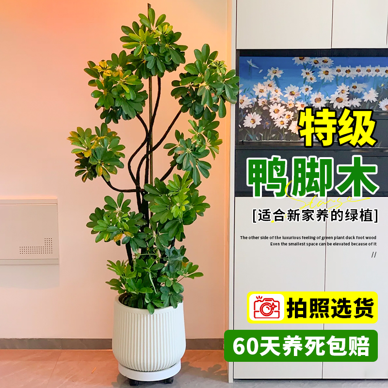 好养活造型鸭脚木客厅绿植天花板