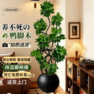 造型鸭脚木客厅大盆栽高级感八方来财鸭掌木鹅掌柴招财树大型绿植