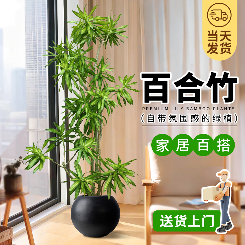 百合竹客厅大型植物盆栽室