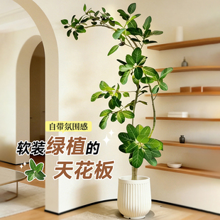 网红孟加拉榕盆栽客厅绿植室内大型黄金榕高山榕树落地旺宅好养活